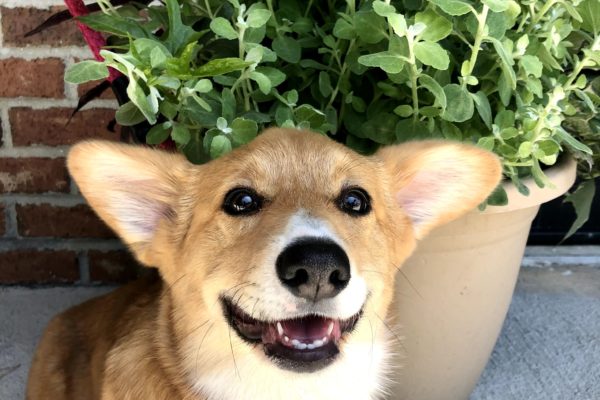 happy corgi